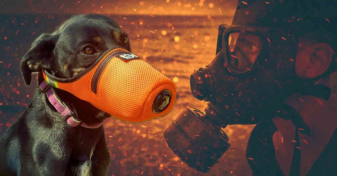 While it's not common for dogs to wear air filter masks, there are scenarios where it is beneficial or necessary for their health and well-being [read more] ... k9mask.com/blogs/news/why… 

#therapydog #supportdog #servicedog #trainingdog #recoverydog #militarydog #policedog