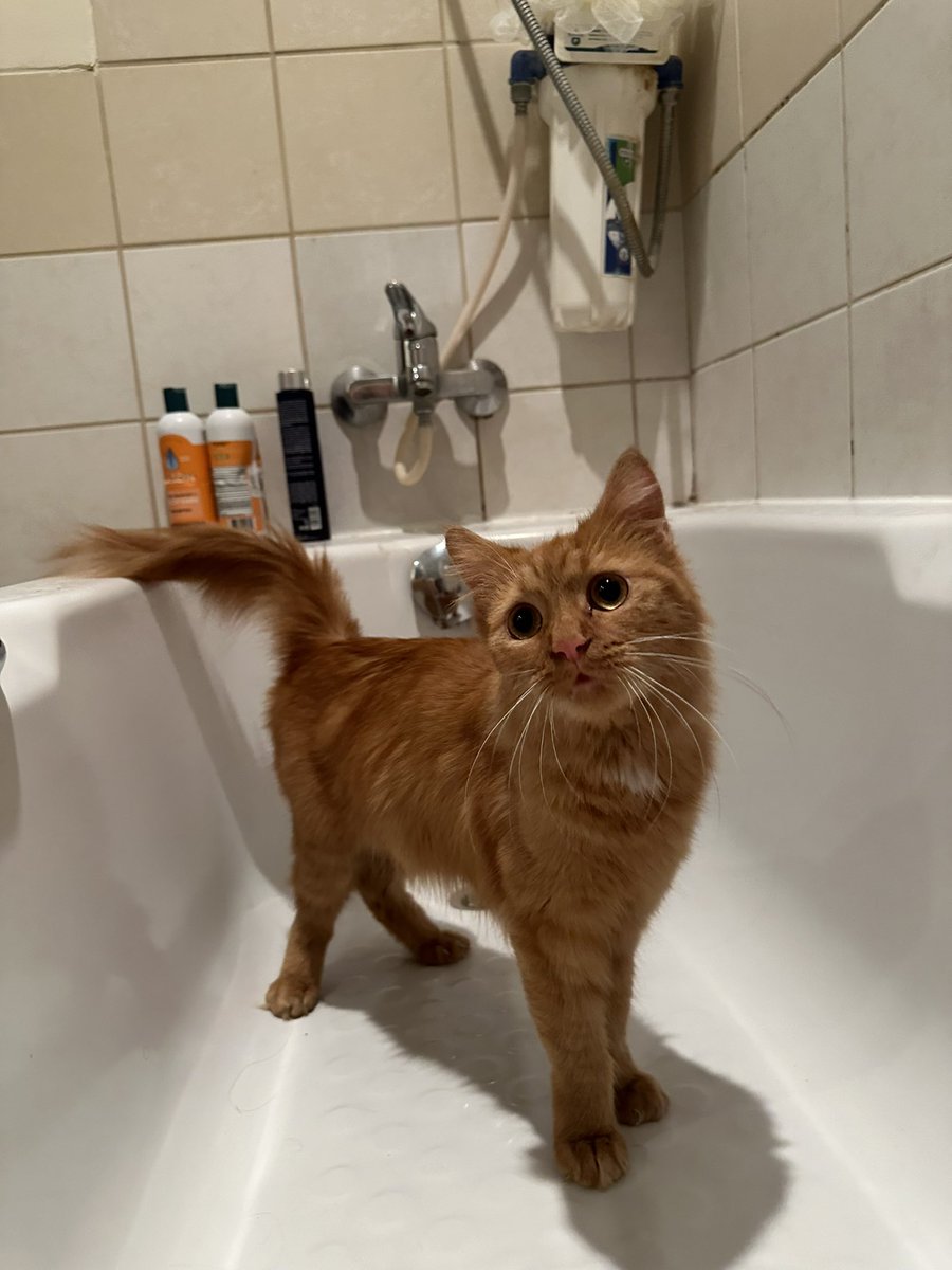 Dubai: this rare female orange mixed Turkish angora was found abandoned by her owner. She’s exceptionally affectionate and attentive, loves being held, and bonds quickly with the humans around her. She needs a zero cat household to thrive. Needs a temporary or permanent home.