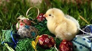 BPSEYFS's tweet image. The Reception team would like to wish you and your families a peaceful and happy Easter.