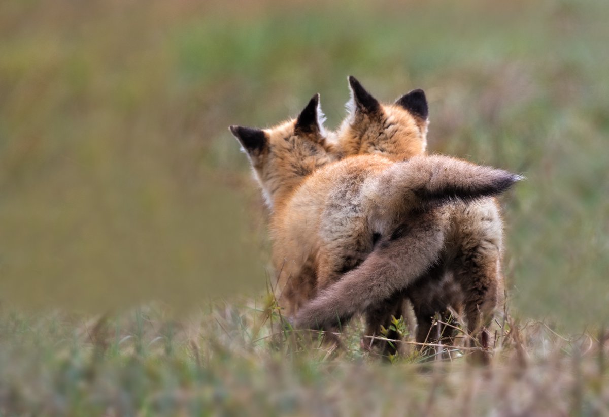 Oh to be two red foxes running in a field together 🦊❤️ 📸: Enn Li #fox #wildlifephotography