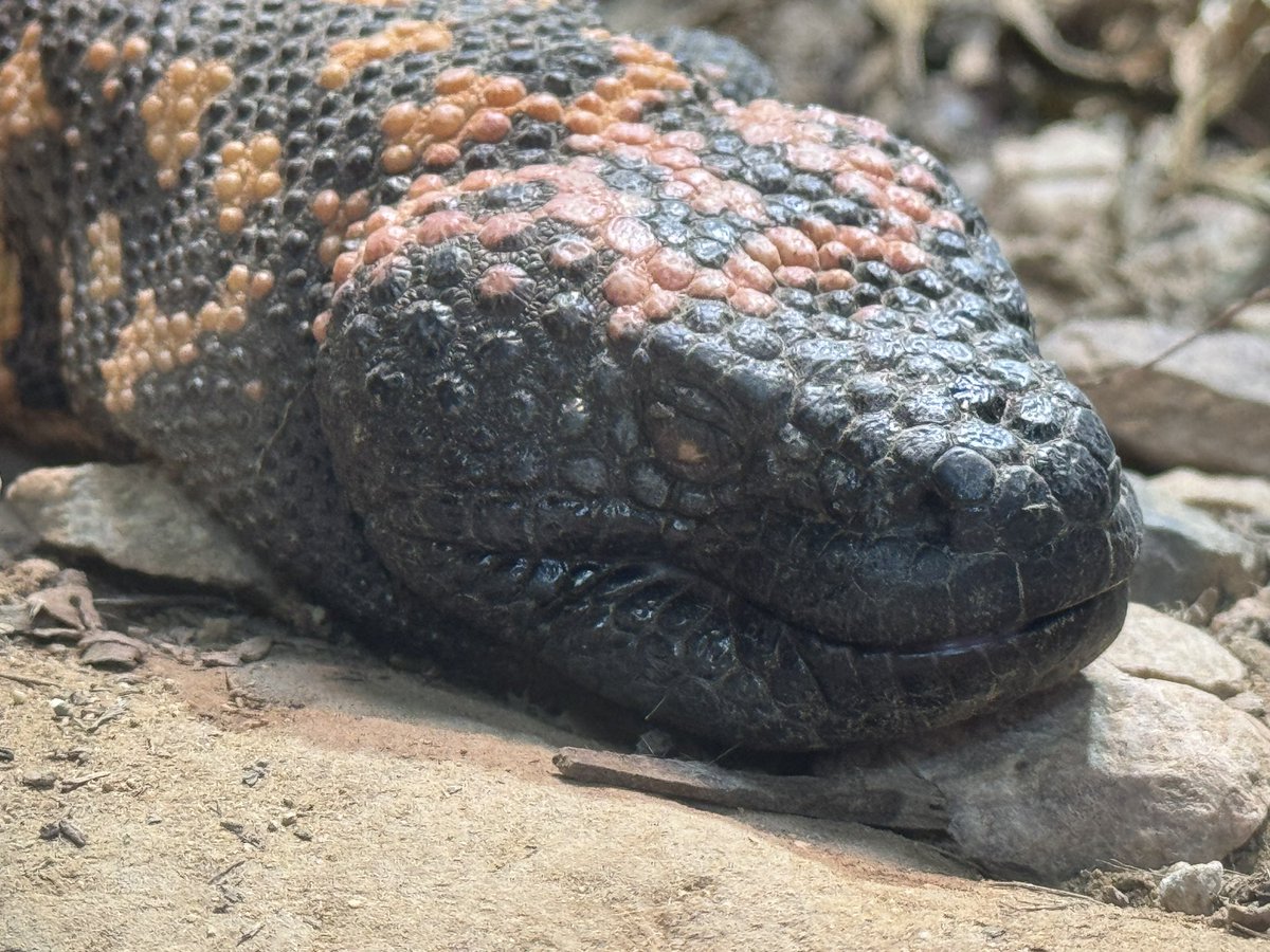 Nephro_Sparks's tweet image. Found the @Gila_NephMad at @sandiegozoo 

#NephMadness