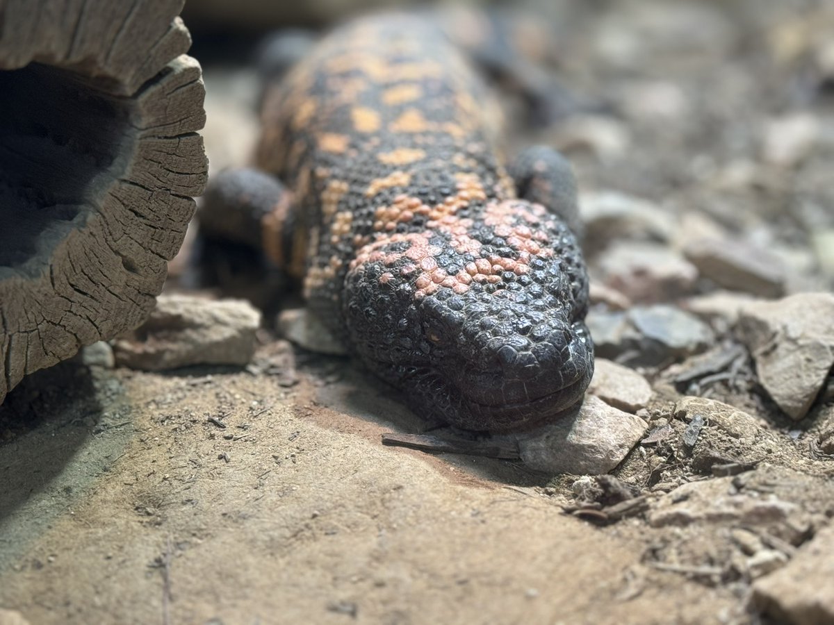 Nephro_Sparks's tweet image. Found the @Gila_NephMad at @sandiegozoo 

#NephMadness