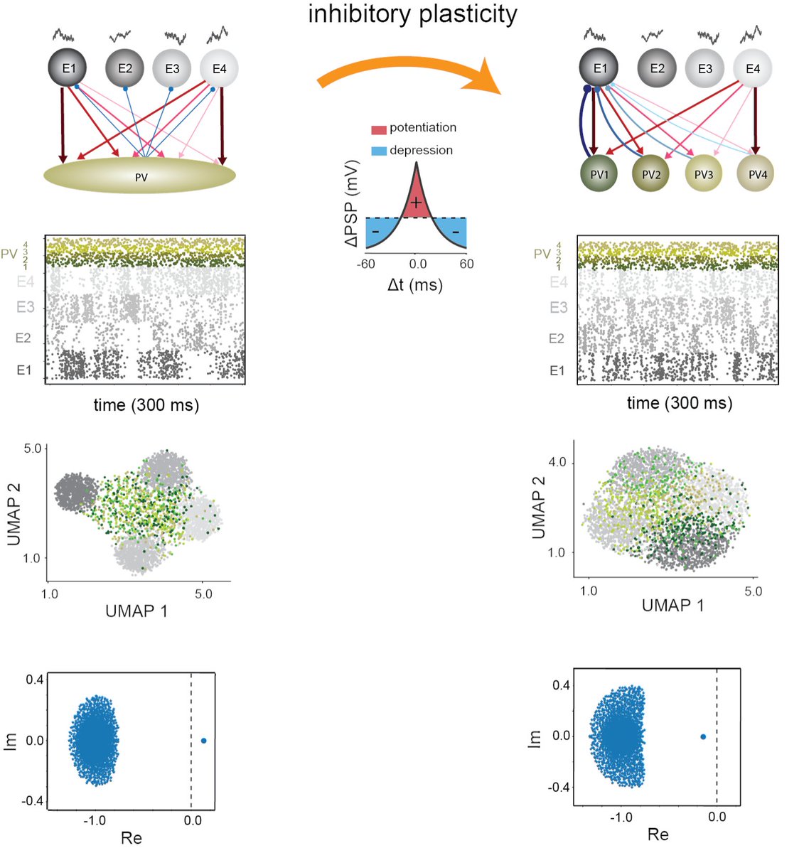 🔥New paper by Lagzi and @alfairhall examines feature sensitivity and structural bias in inhibitory neurons which can emerge as a network, but not a single cell phenomenon, mediated by randomness, correlations, and homeostatic plasticity. (1of2)