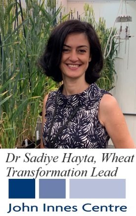 PlantGENE (@plant_gene) on Twitter photo 11th #TransformationThursday 
Meet <a href="/SadiyeHayta/">Sadiye Hayta</a>, leading Wheat Transformation platform at <a href="/JICWheatGE/">JIC_Wheat Transformation and Genome Editing</a>  <a href="/JohnInnesCentre/">John Innes Centre</a>. Sadiye’s lab is involved in innovative strategies to further improve wheat transformation  & editing technologies 🧬🌾🇬🇧 <a href="/MarkSmedley15/">MarkSmedley</a>
#CRISPR #TissueCulture 11th #TransformationThursday 
Meet <a href="/SadiyeHayta/">Sadiye Hayta</a>, leading Wheat Transformation platform at <a href="/JICWheatGE/">JIC_Wheat Transformation and Genome Editing</a>  <a href="/JohnInnesCentre/">John Innes Centre</a>. Sadiye’s lab is involved in innovative strategies to further improve wheat transformation  & editing technologies 🧬🌾🇬🇧 <a href="/MarkSmedley15/">MarkSmedley</a>
#CRISPR #TissueCulture