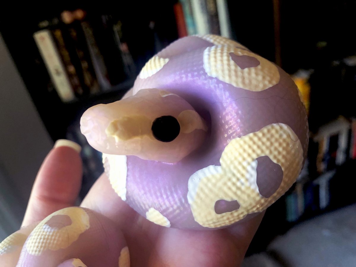 mmonstress's tweet photo. you guys 😭😭😭 my @WyvernsVault custom ball python came home today and they absolutely nailed it. i asked for a lavender albino morph and LOOK HOW AMAZING THEY ARE

completely blown away and ridiculously in love, plus look at lil snek and tiny bun!! thank you so much wv!!! 💜💛 https://t.co/MwW8e82lJS