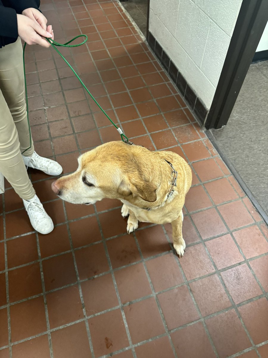 FOUND DOG- Found in McDonalds parking lot. Brought in by good samaratin to Braintree PD at 430 PM. Appears to have been on a green tether. Call 781-794-8601