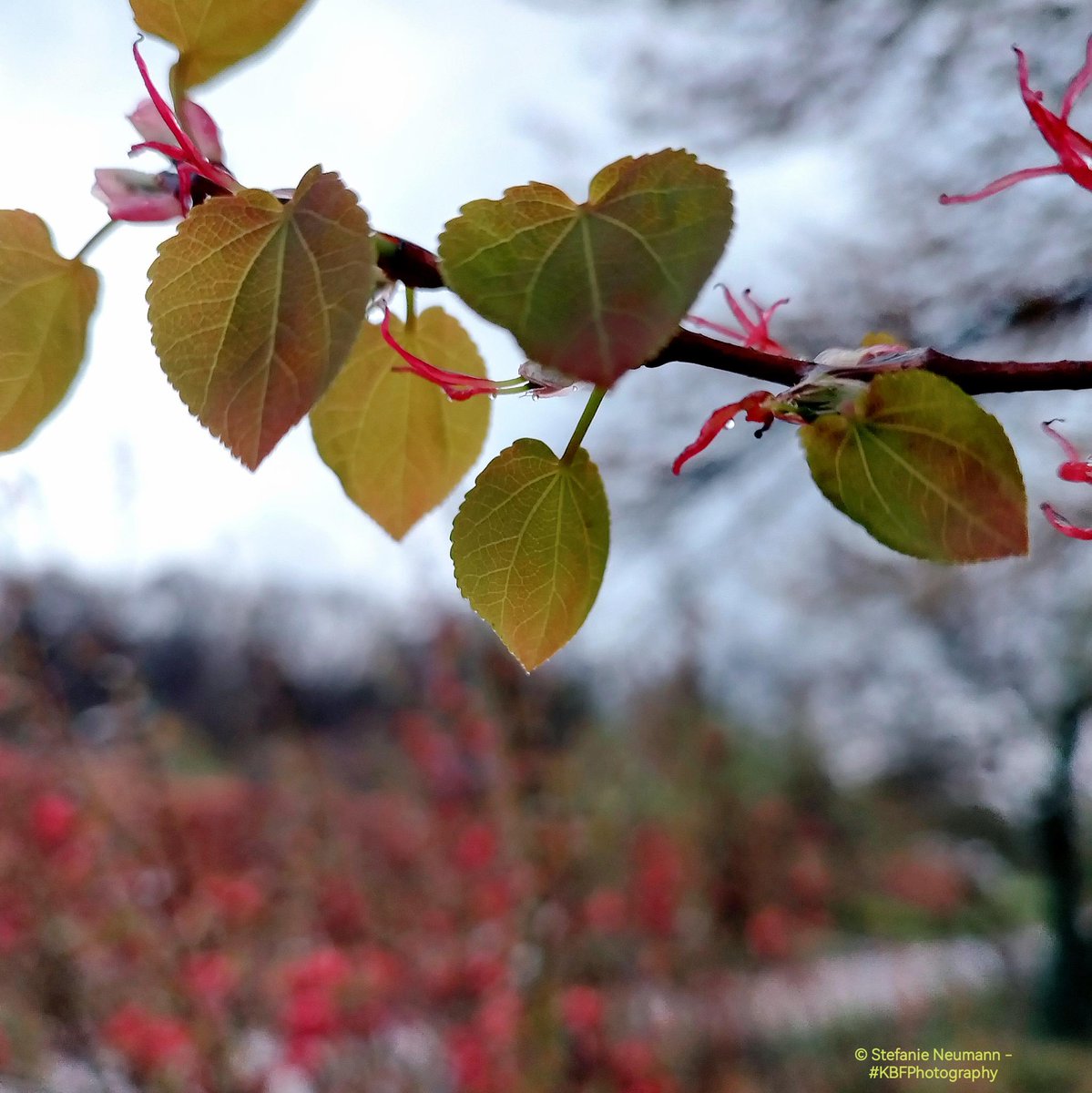 #3GoodThings 

1) Special homemade dinner for #MaundyThursday.
2) Late and wet #KBFWalk.
3) Stayed creative.

Yours?

#KBFPhotography #MobilePhonePhotography #Photography 
#KBFWotY #Spring #March 
#UrbanNature #BloomScrolling #KBFMakingOf