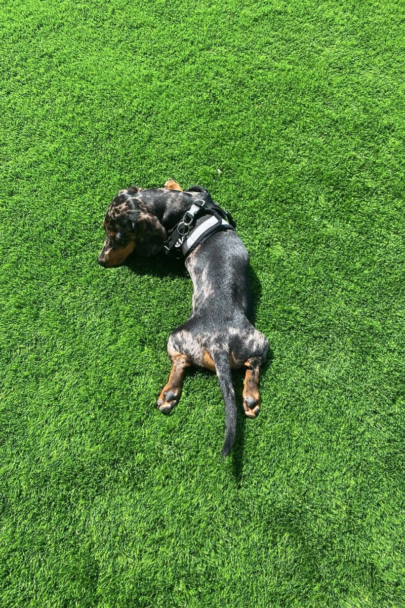 #Teemo has the funniest sun bathing poses. #dachshund #dog #sausagedog .