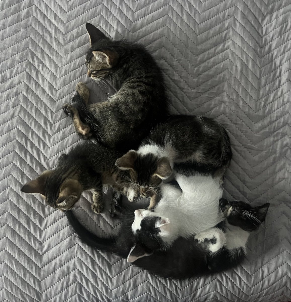 notmauge's tweet photo. si aún no se convencieron: acá hay 5 gatitos bebés acurrucados en forma de Uruguay https://t.co/9Mx4bx4Vuo