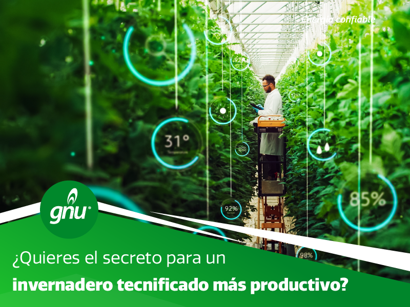 Si estás buscando mejorar la producción de tu invernadero tecnificado a través del control climático eficaz y sostenible, el gas natural es la solución.