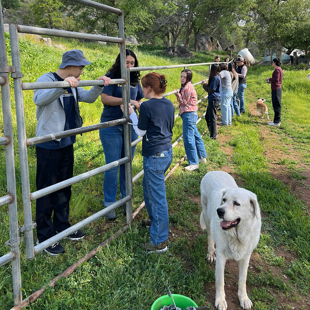 Kudos to our students who are lending a helping hand during spring break! They fixed a fence for an organization that trains wild mustangs to aid in therapy for veterans & individuals, & they provided free meals to those in need at @PoverelloHouse! #GoAgs