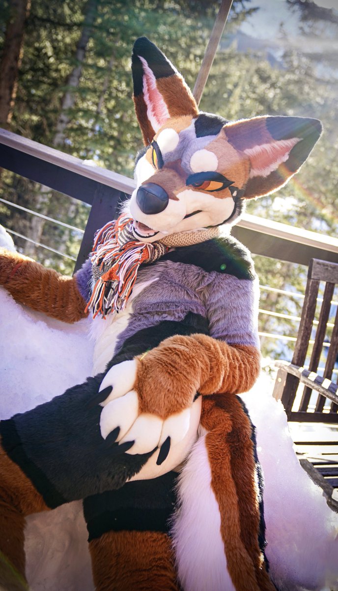 RezzCoyote's tweet photo. Hey babe. I think you need more yote in your life 🔺🔻

📸- @StellarAntares https://t.co/HNoAicjYeN