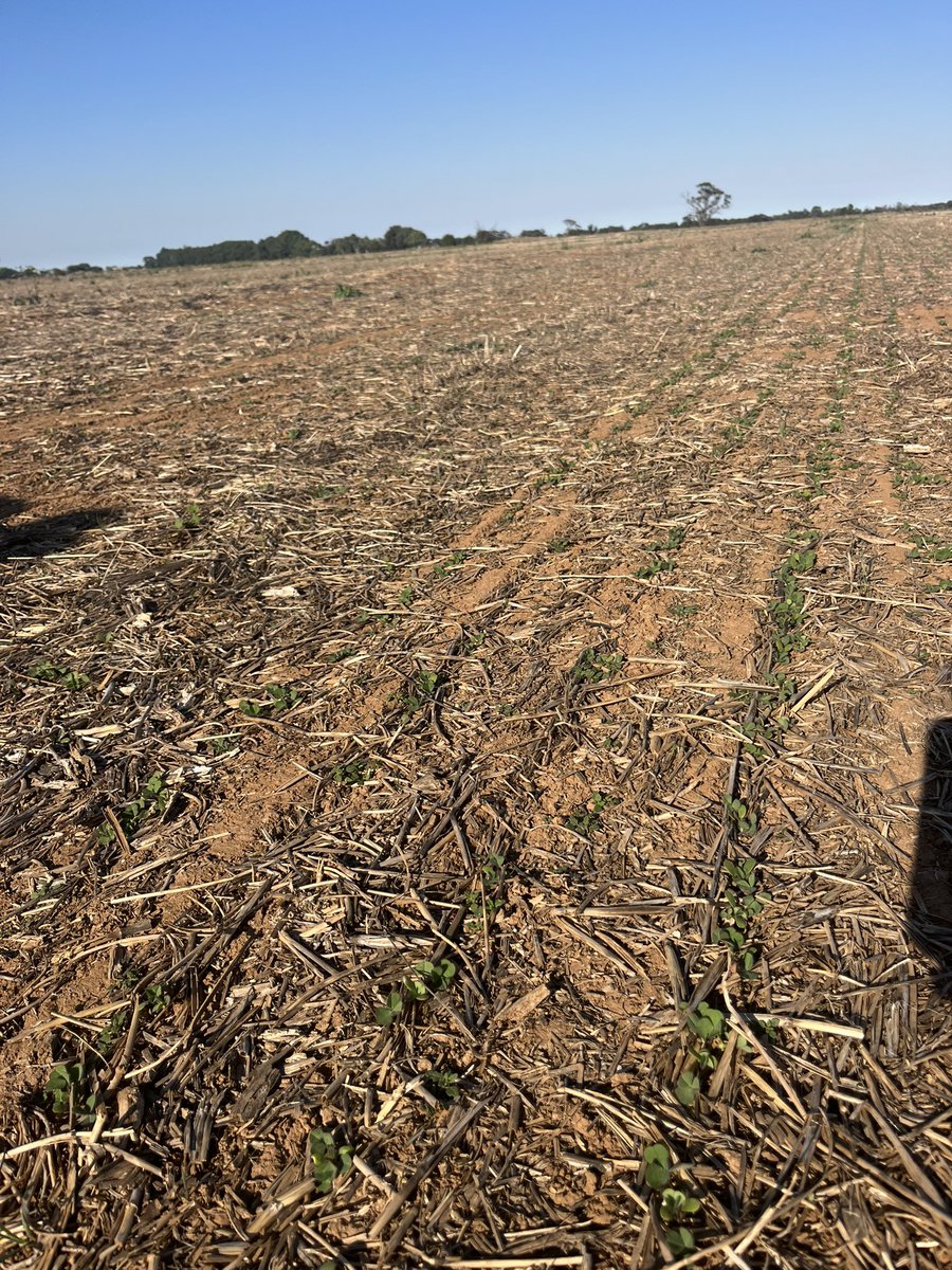 Kitty hawk wheat, 970 canola and Antas clover established before slugs have appeared.  Better than lasts years disaster!No rain since irrigated up at start of March, so need next weeks rain or another irrigation.  Happy Easter!