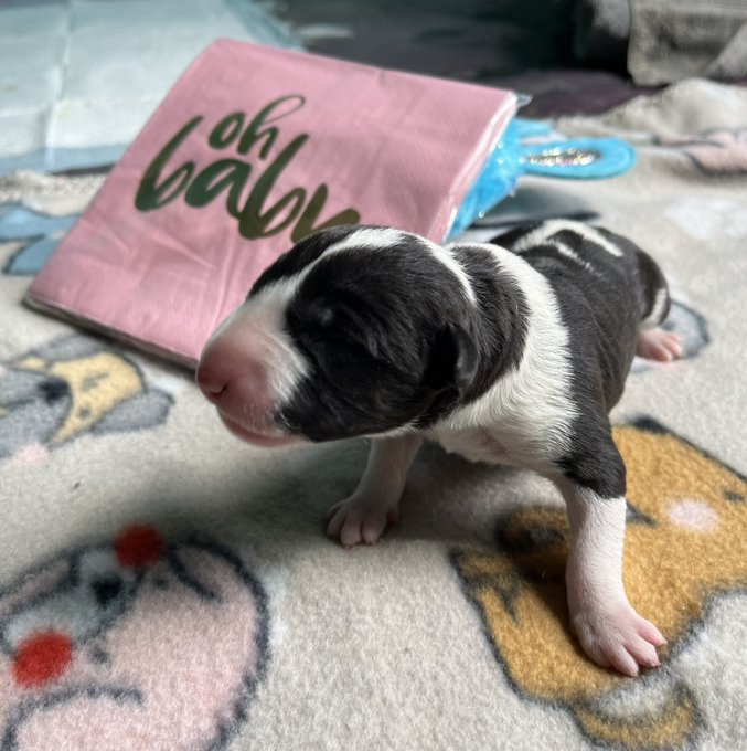 I&rsquo;m finally getting a dog! ❤️😭 Frances comes home with me mid-late May! https://t.co/kRTSY7s3yW