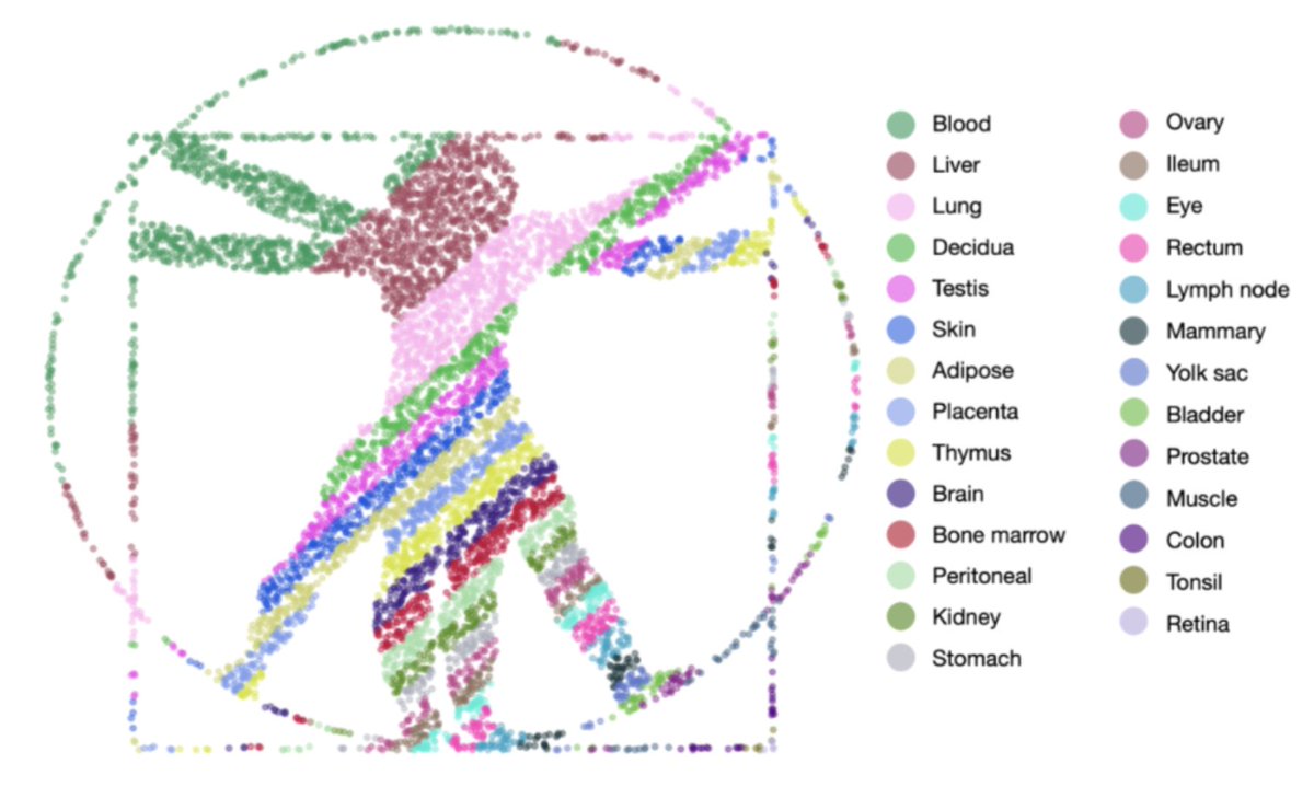 In a pair of @biorxivpreprint preprints just posted w/ @sinabooeshaghi and @agalvezmerchan, we describe algorithms for an open data Commons Cell Atlas and demonstrate how a Human Commons Cell Atlas can be used for discovery. biorxiv.org/content/10.110… biorxiv.org/content/10.110… 1/🧵