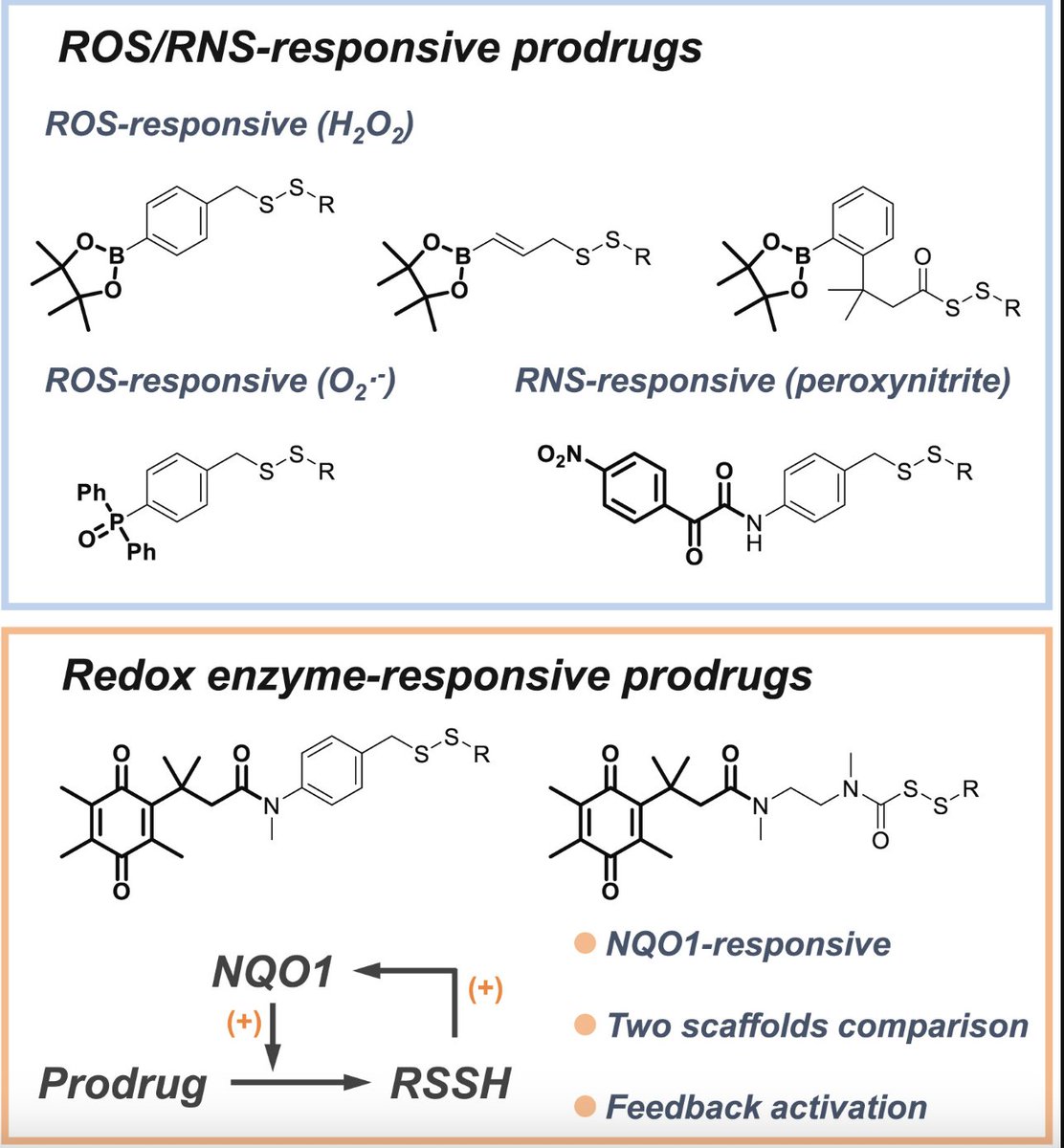 A recent study in #RedoxBiology dives into the innovative world of redox-responsive hydropersulfide prodrugs, shedding light on their potential to combat oxidative stress. bit.ly/494X4IY