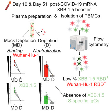 💉 To understand the persistence of immune imprinting, researchers from the @veeslerlab at @UWBiochemistry investigated antibody responses after administration of the updated COVID-19 mRNA vaccine booster. @ImmunityCP: bit.ly/49bcBXD 📰: bit.ly/3vm2H81