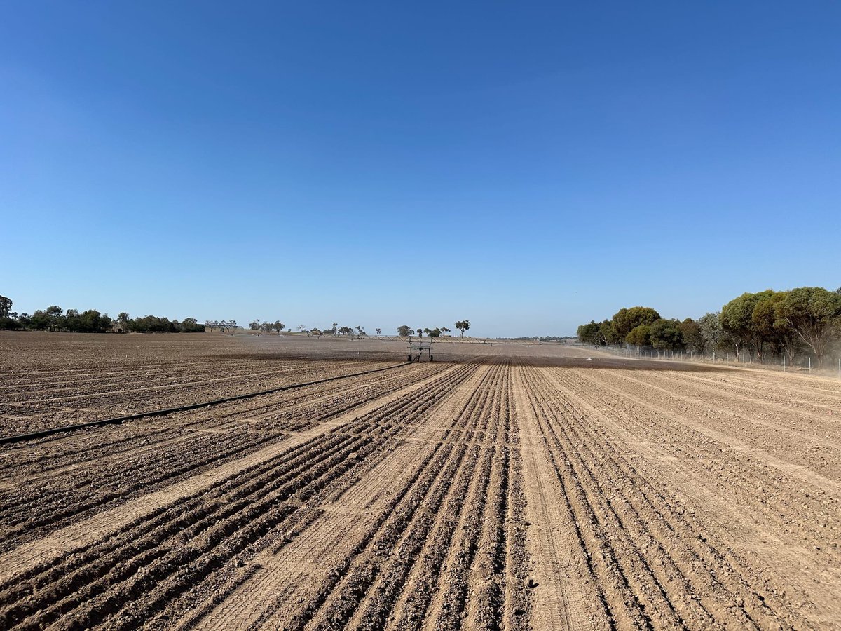 Irrigation now going on 2024 Boorowa NSW trial to ensure an even strike for all these new Winter incl Semi-Winter Canola lines from around the world !! @schilgee @AgroJAK @danrollsroyce @hurgl1 @PacificSeeds @tony_swan64 @AgingAgro @Ella201093 @donny_benn @LiddleCanolaMan