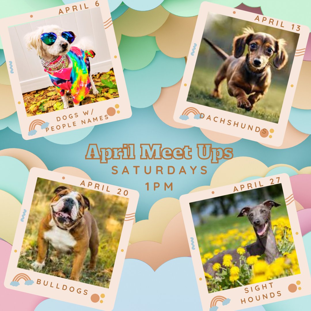 🌼Boo's April Meet Ups are here! Saturdays at 1PM. 
Group photo around 2PM!

fb.me/e/1Sw61ksEF

#boosdogbar 
#sarasotadogs #breedmeetup #dogparklife #sarasota #dogswithpeoplenames #doxiemeetup #bulldogsarebeautiful #sighthoundmeetup #floridadogs # #dogbar