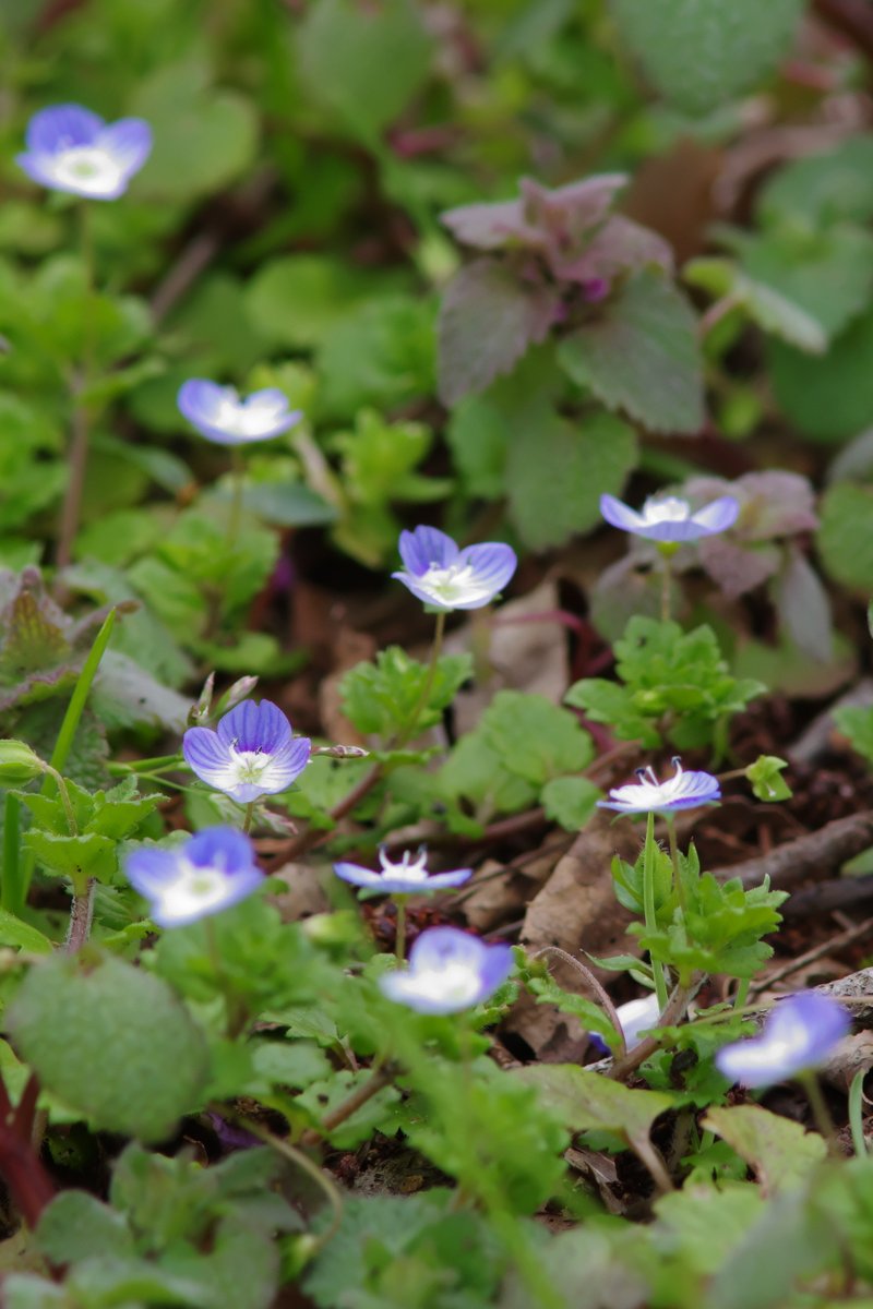 fat_murano's tweet photo. #pentaxk3mkiii / #pentax_fa400
#オオイヌノフグリ #birdeyespeedwell #photography #段々華やかになってきました #春ですな https://t.co/oDMp8CUaln