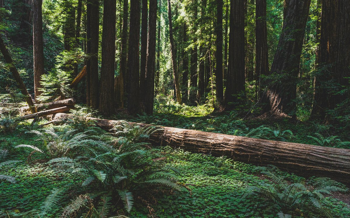 SonomaEDB's tweet photo. 💡 Got ideas on how to use Sonoma and Mendocino’s extra tree debris? Join us as we explore opportunities and challenges of biomass at the 2024 Biomass Utilization Symposium! 
🗓️ Date: May 3, 2024
📍 Location: UCANR Hopland Research and Extension Center
https://t.co/uym2OcYCdC https://t.co/dUchUxTd8r