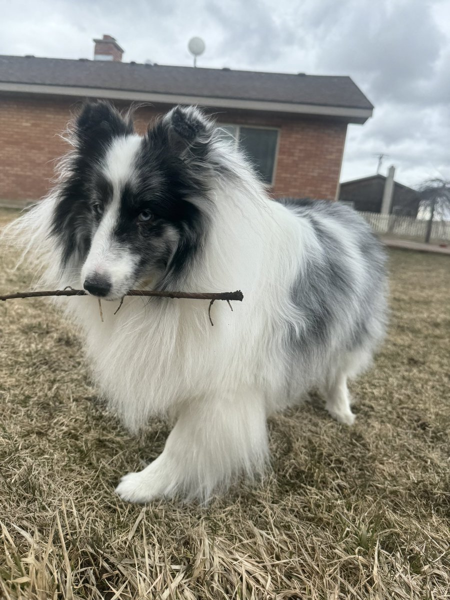 #PostAFavPic4VioletMar24 Day 28 Stick. Guys its #NationalSomethingOnAStickDay. Only thing thats on this stick is my mouth!! Come on mom!! Lets play. #pets #dogs #dogsoftwitter #dogsofx #dogmom #sheltie #cute #petlife #xdogs