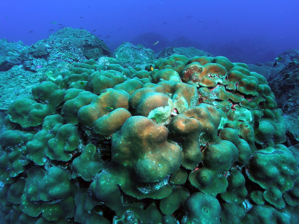 🎶 The stars at night are big and bright 👏 👏 👏 👏 There are some pretty big star corals off the coast of Texas and Louisiana. Star corals are known for their star-shaped corallites, the skeletal cup that an individual polyp sits in. #ThisIsTexas #ThisIsLouisiana #OpeningDay