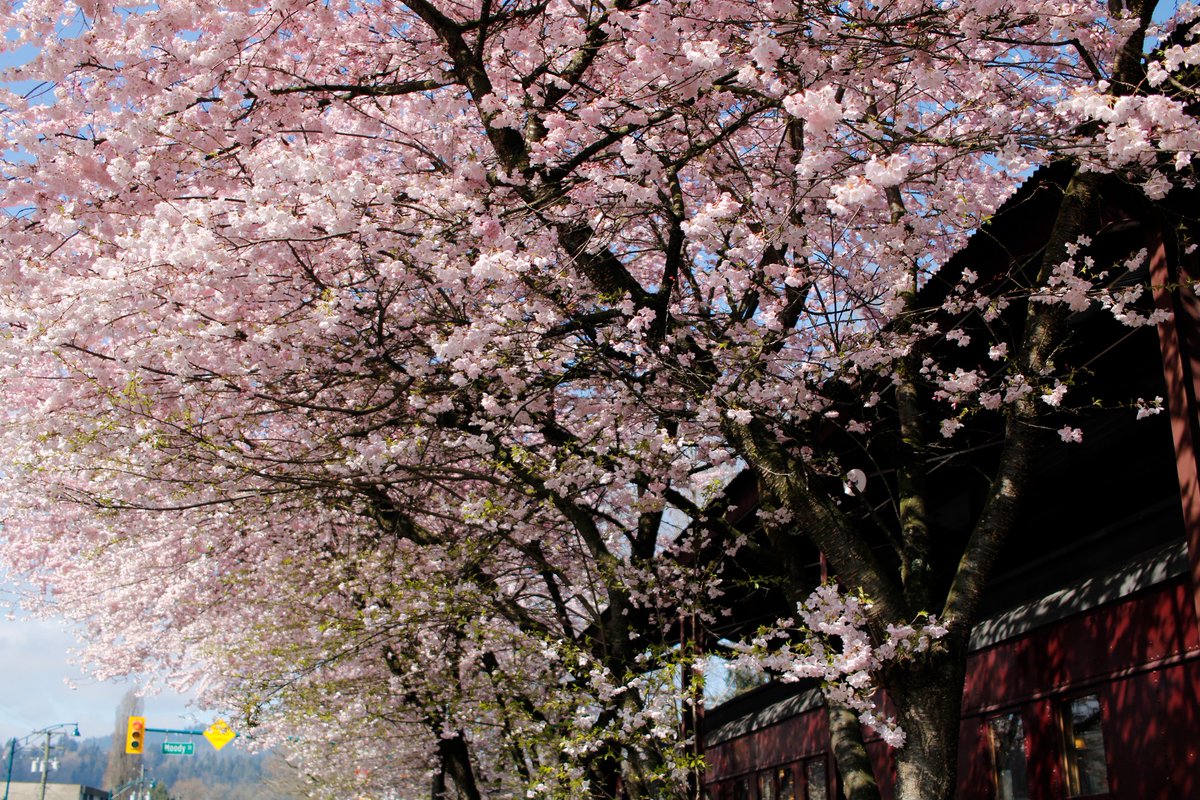 Please  note: The POMO Museum will be closed this Friday for Easter. We will be  open this Saturday and Sunday from 12-4pm. Don't miss the beautiful  cherry blossoms at the museum!
