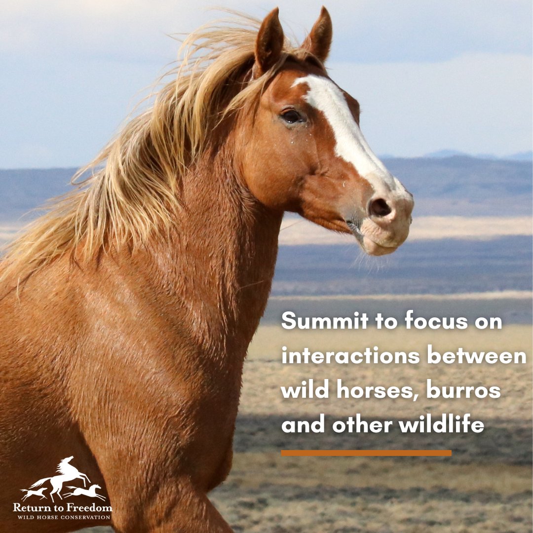 Registration is open for the Free-Roaming Equids and Ecosystem Sustainability Network’s 2024 Summit, set for April 15-18 at the Elko, Nev., Conference Center. More information: returntofreedom.org/summit-to-focu… #horses