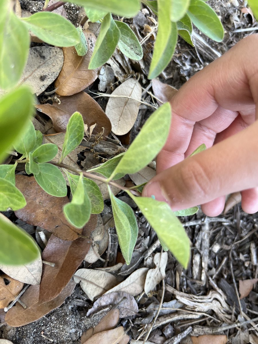 Nature Kids enjoyed an egg hunt today...for monarch eggs! And many we found 🤩 We are SO excited to watch their metamorphosis over the next several weeks! @nisdnichols1 ⁦@SollarsAmalia⁩ ⁦@NISDElemEnviron⁩ ⁦@NWF⁩ ⁦@MonarchsJV⁩ #naturekids #savethemonarchs