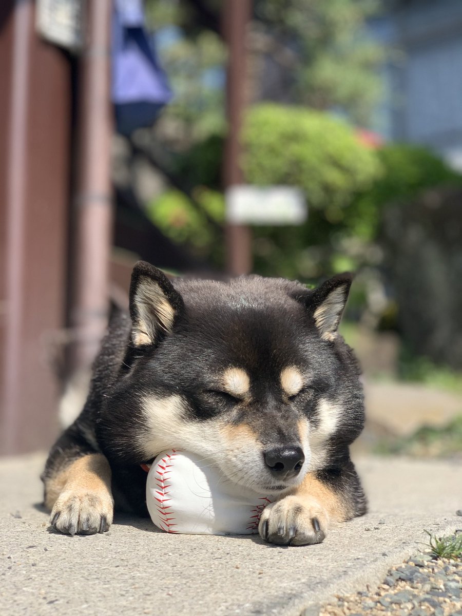 昨夜の雨も上がり… 良い天気になりました U^ェ^U