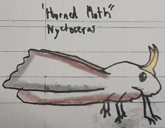 Liopluerodon2's tweet photo. A drawing of the Night Moth (Nyctoceras spp.), a creature I created from the universe of #afterman, based on a Phylogenetic Tree by @ElPalae https://t.co/RsTYpcTESS