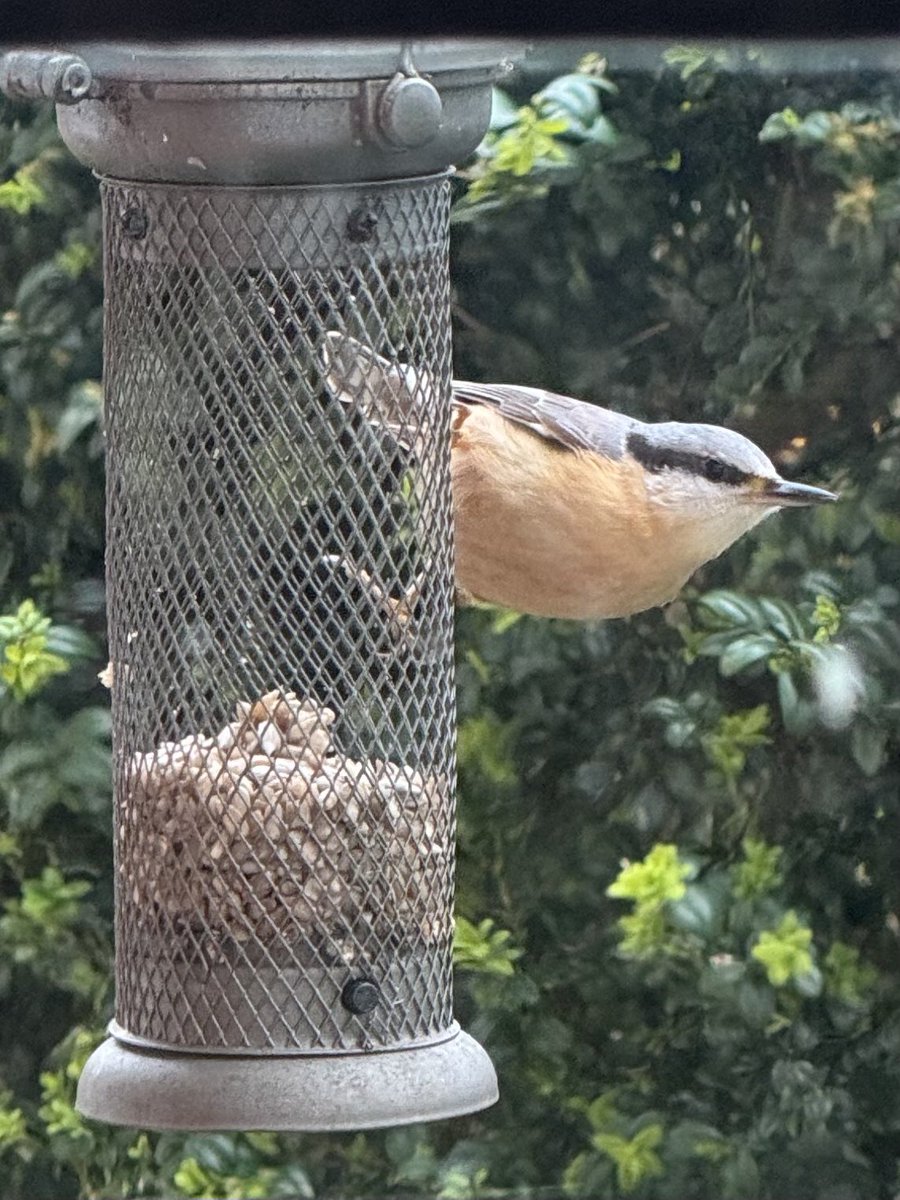 Very glad to have our Nuthatches back. Best eyeliner in the bird world #imo