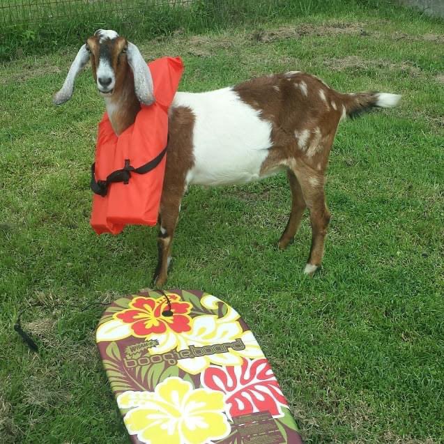 🐐 You Goat Mail 🐐 tweet media