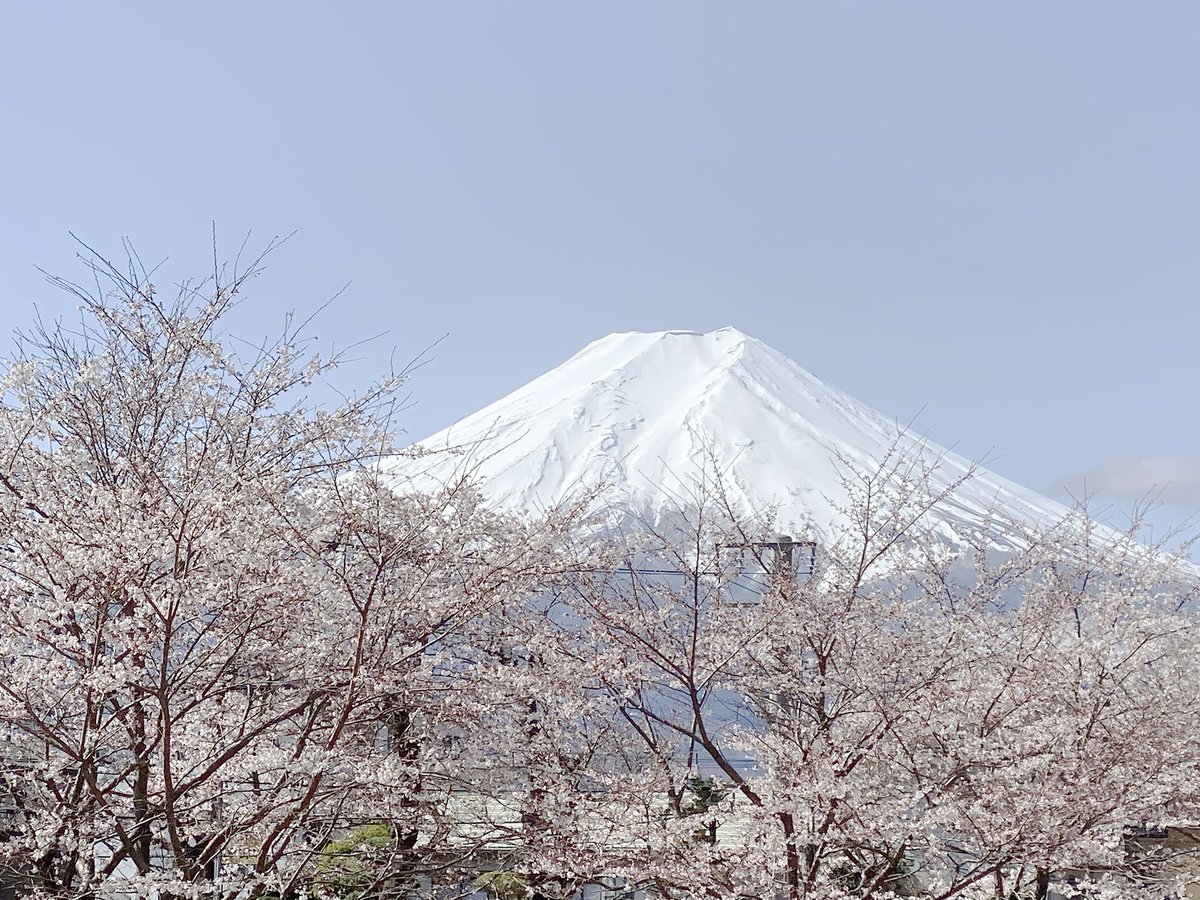 過去写真：2021/3/29撮影。これは富士吉田市寿周辺。今年はどうだろう？