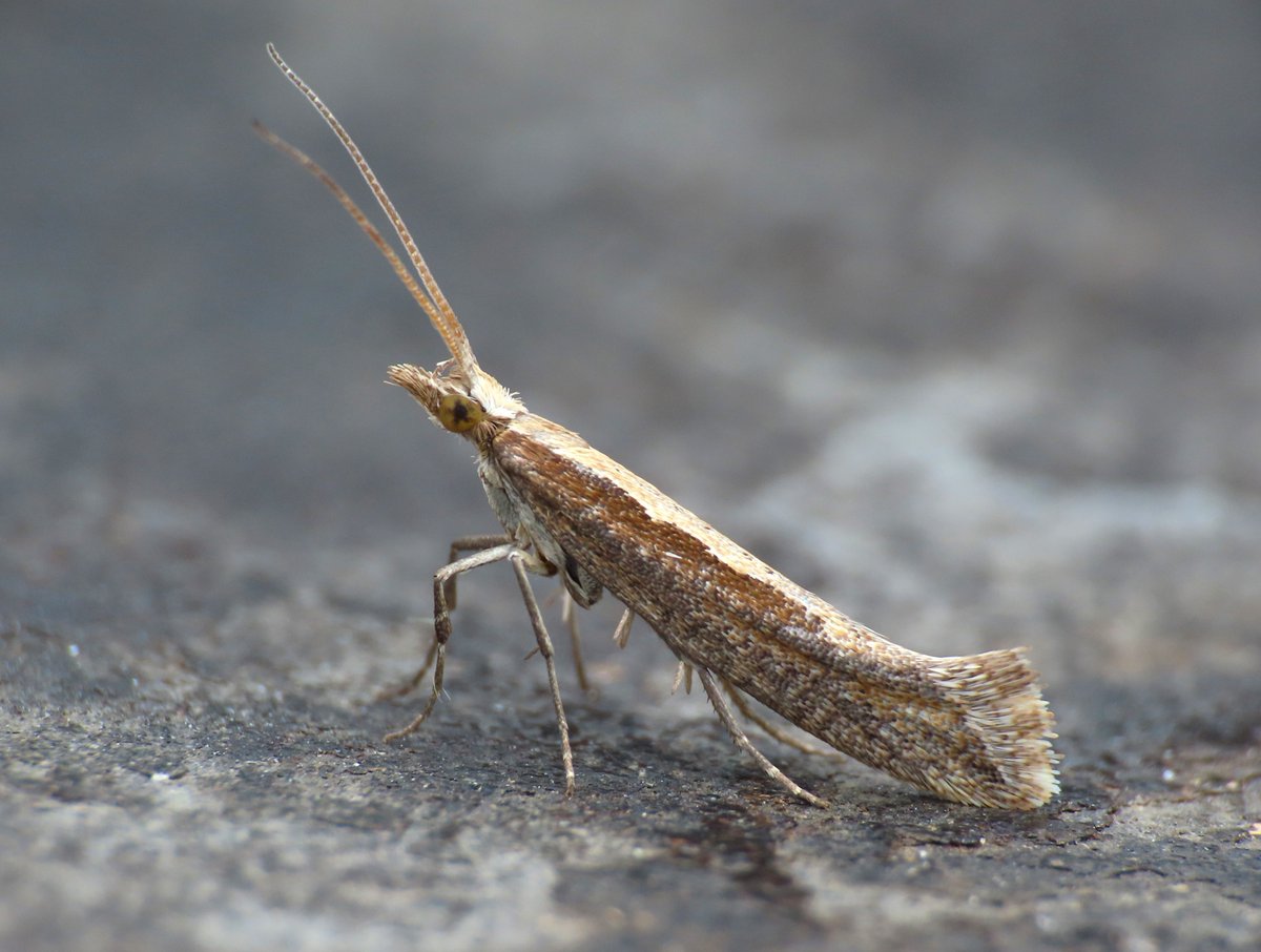 Weymouth: the weather overnight was far worse than I expected and I have a cracked bulb to prove it. This Diamond-back somehow made it into the trap though! Just doing an occasional post on here, most of my feed is going to @paulupwey.bsky.social along with many others.