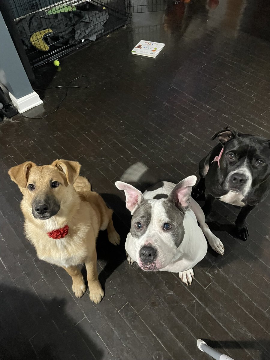 Here’s a life update! 
-kiddo turned 1
-adopted a third dog
-saw <a href="/jakemiller/">Jake Miller</a> for the fifth time
-saw <a href="/sammywilk/">Sammy Wilk</a> for the FIRST TIME EVER last night (and almost ran into him on my way into the bathroom. Smooth)
-that’s all. I live a boring life. 
Here’s my girl Nala (the tan one)