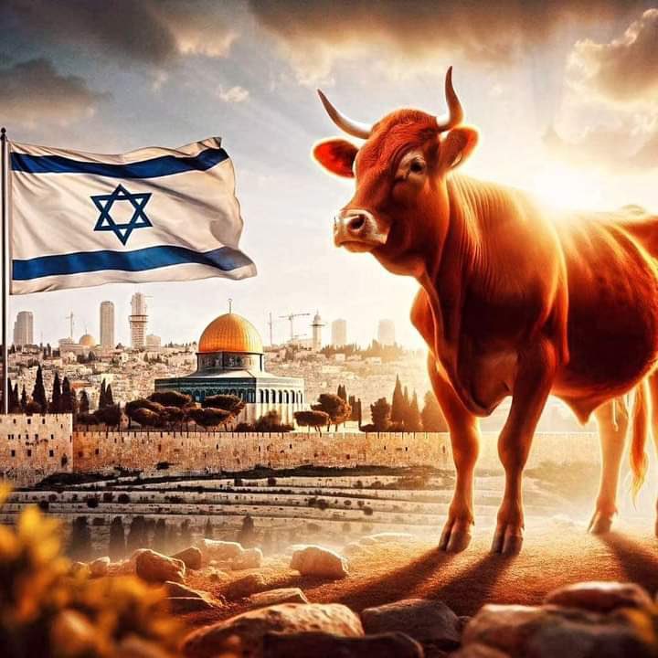 *سرخ گائے اور ہیکل سلیمانی* بچپن میں سنا تھا کہ صیہونی ایک سرخ گائے کے پیدا ہونے کا انتظار کر رہے ہیں ، تاکہ اسے یروشلم میں جبل الزیتون پر قربان کر کے جلایا جائے ، اسکے بعد مسجد اقصی اور سنہرا گنبد شہید کر کے ہیکل سلیمانی کی تعمیر ہو گی ۔ مجھے لگتا تھا کہ وہ وقت بہت دور ہے ۔ ہم…
