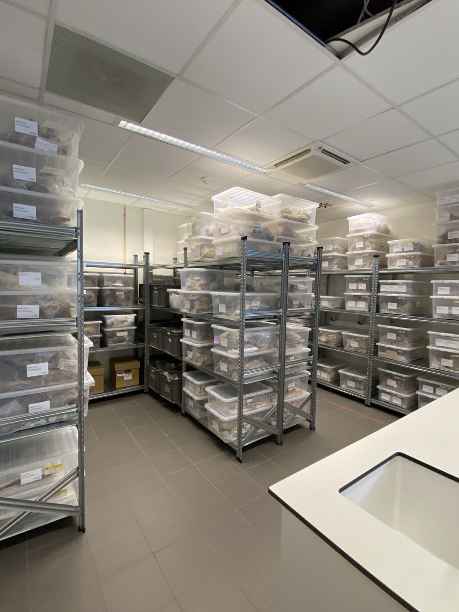 Today the @ArcheOs and Arboreal lab @DeforceKoen of @ArcheoUGent moved to Campus Ledeganck. Thanks to our motivated teams and the movers we managed to keep all our skeletons, plants and equipment safe. This summer the stone and pottery labs will join us!