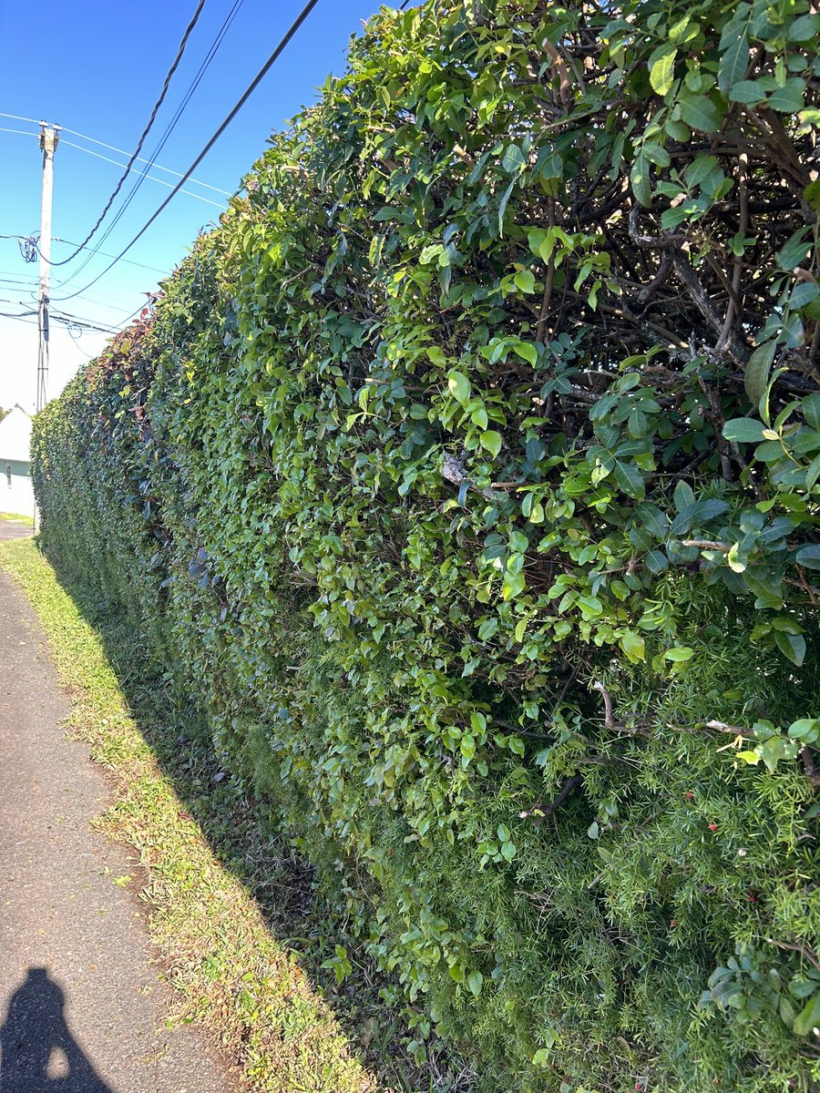 securebda's tweet photo. Fresh Holiday Trim!

Swipe right ➡️➡️➡️ to see before and after of this hedge trimming and reduction of this Bougainvillea. Just in time for the holiday weekend. 

 If you are in need of any of our services; give us a call, send us a WhatsApp, write us an email or send us a dm. https://t.co/EjNhzOeBtb