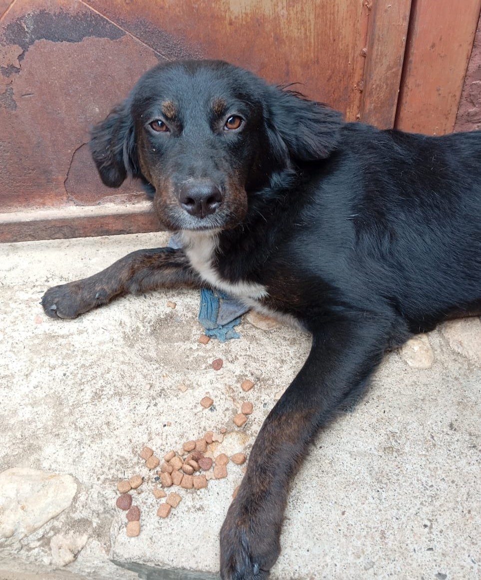 Urge hogar para esta perrita, pues si no lo encuentra deberá volver a la calle. Tiene 6 meses y se encuentra esterilizada. Si deseas darle un hogar para siempre, contacta a Anita en el +56999337688. Favor RT!
#Valparaíso