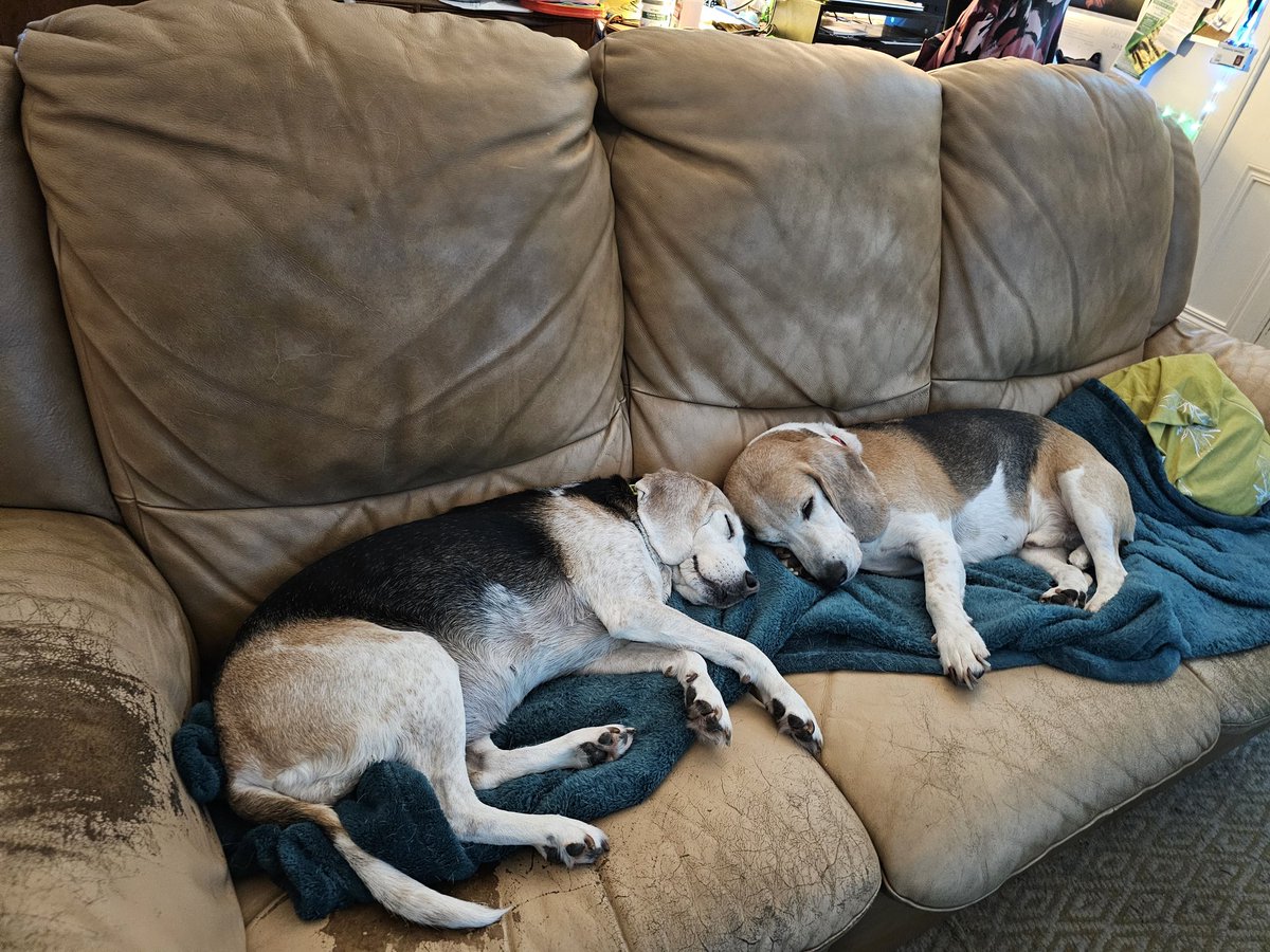 Alienore's tweet image. Comfy beagles