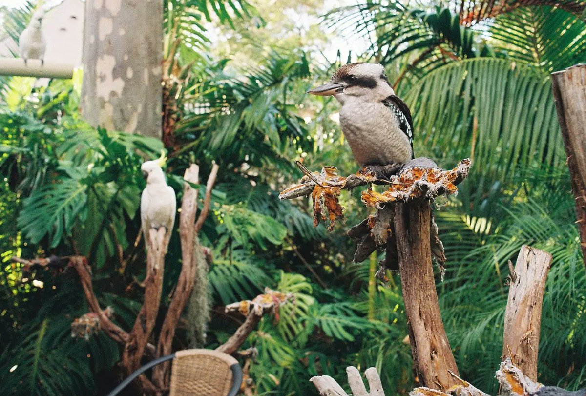 fooly_jooly's tweet photo. Palm Beach, 35mm film, Kodak Ultramax 400 (4/5) https://t.co/CNR51Hfsr8