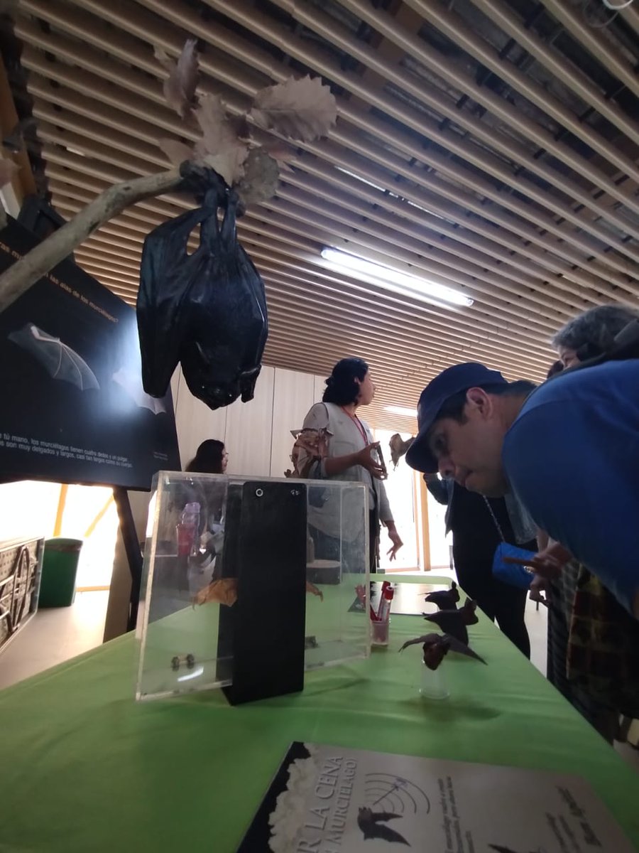 ZoologicosCDMX's tweet image. Así se vivió el primer día de #Quiróptera en el #ZoológicoDeChapultepec.