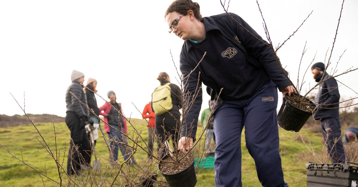 Secret planting operation boosts critically endangered Welsh shrub reut.rs/4axJuyZ