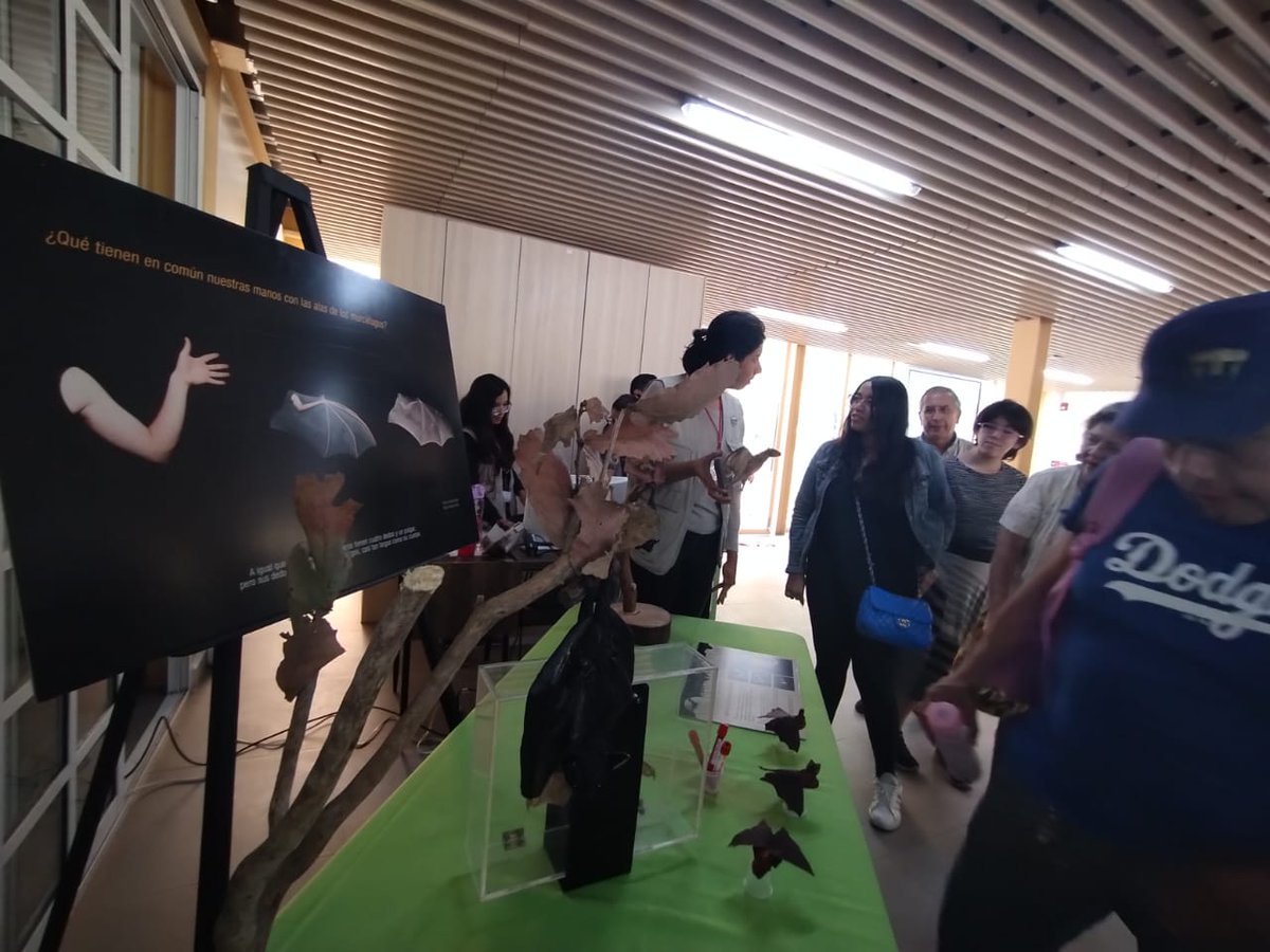 ZoologicosCDMX's tweet image. Así se vivió el primer día de #Quiróptera en el #ZoológicoDeChapultepec.
