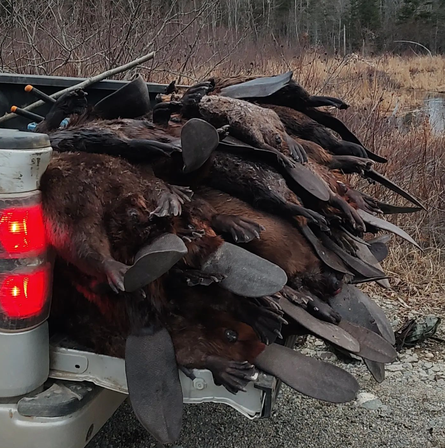 NHCART's tweet photo. "30 a day keeps the doctor away"
That is how trappers really view wild animals. It is all just a joke and taking life means absolutely nothing to them. Trappers will wipe out areas of beavers, fox, raccoon, coyote, fisher and otter. #NHCART #BanTrapping https://t.co/ND25n4HsiQ