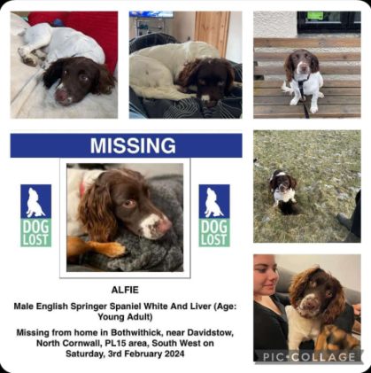 The_Animal_Team's tweet image. Alfie is a young adult male English Springer Spaniel White/Liver who went #missing from home in #Bowithick near #Davidstow #NorthCornwall #PL15 area, #SouthWest on Saturday, 3/2/24. doglost.co.uk/dog-blog.php?d… #LostDog #MissingDog #DogsOfTwitter