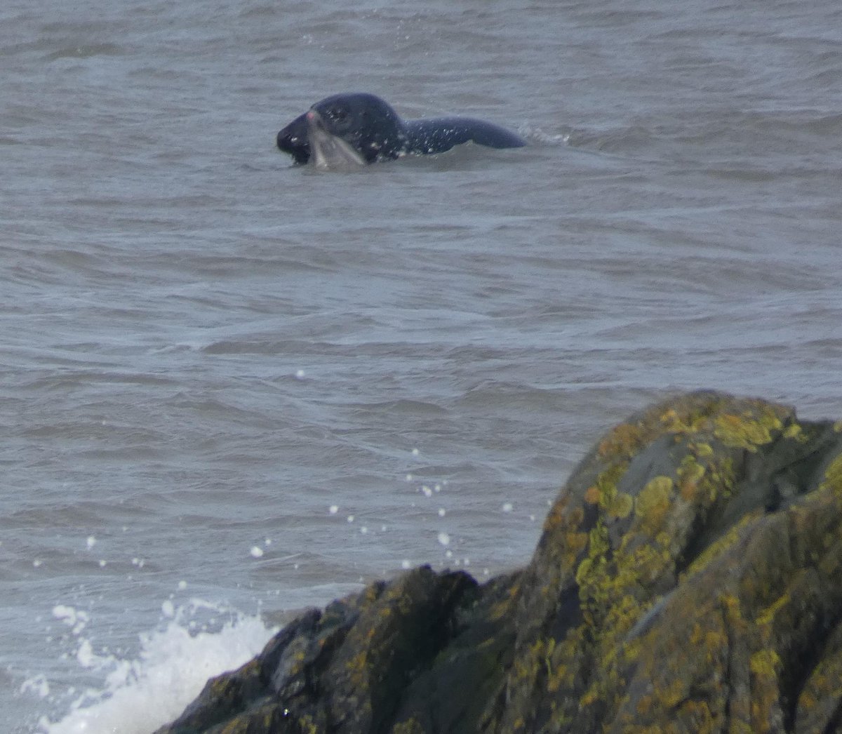 IWDG report on what is likely to be a first for Irish waters. Wed. 27th March produced an intriguing sighting of an interaction between an adult grey seal and a common dolphin, the outcome of which remains uncertain. See full story.... iwdg.ie/grey-seal-inte…