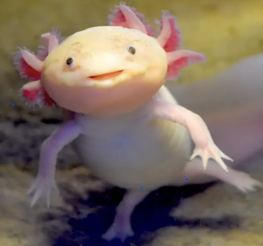 RebelTaxi's tweet photo. I have just been told about and now fear Olms

Olms are like Long Axolotls with no face. The Slenderman of Axols that can't survive in the sun and live a 100 years. Slendermanders https://t.co/rrgv6haid2